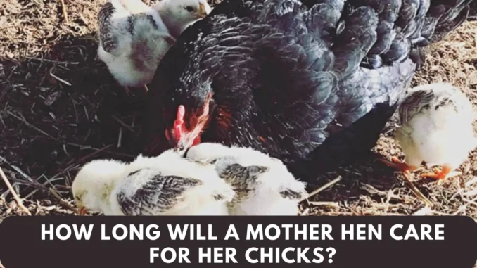 How Long Will a Mother Hen Care For Her Chicks? (Everything You Need To Know)