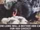 How Long Will a Mother Hen Care For Her Chicks? (Everything You Need To Know)