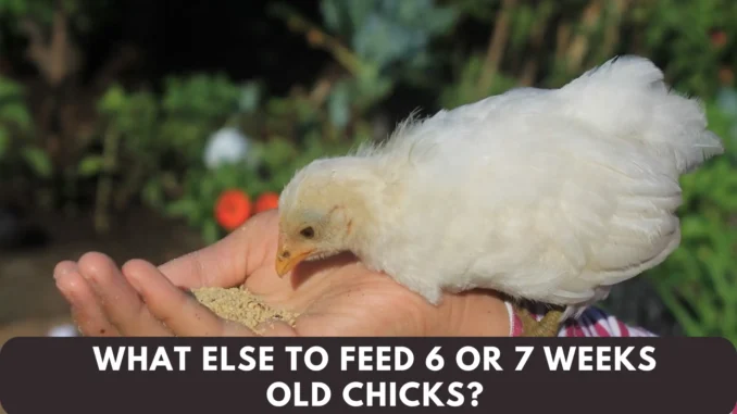 What Else to Feed 6 or 7 Weeks Old Chicks? (Complete Guide)