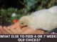 What Else to Feed 6 or 7 Weeks Old Chicks? (Complete Guide)