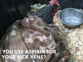 Can You use Aspirin for Your sick Hens? Here Complete Guide