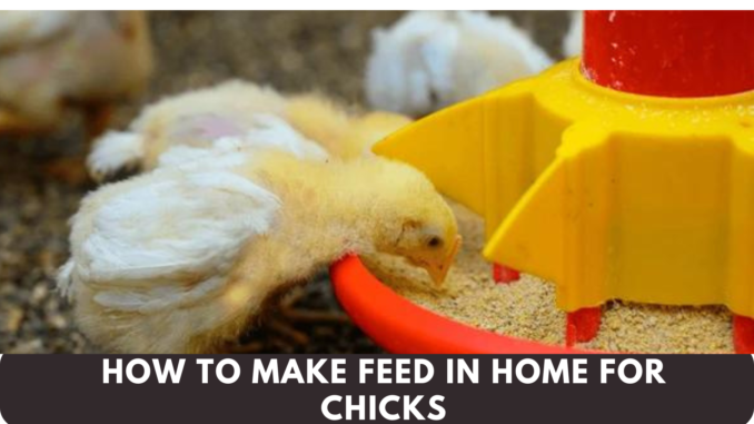 How to Make Feed in Home for Chicks