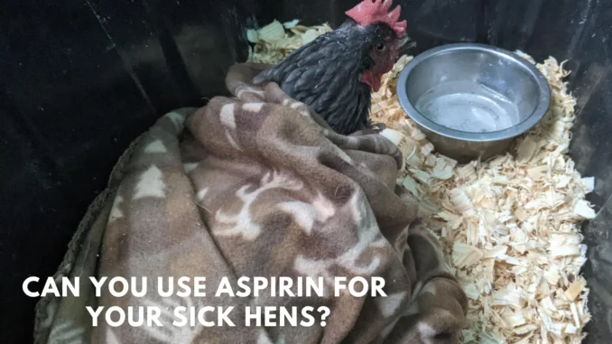 Can You use Aspirin for Your sick Hens? Here Complete Guide