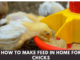 How to Make Feed in Home for Chicks