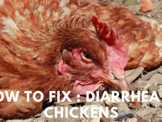 Diarrhea in Chickens