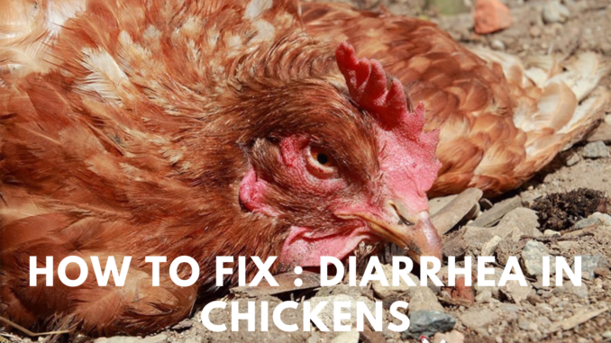 Diarrhea in Chickens