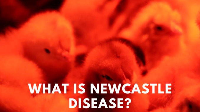 What is Newcastle Disease?