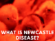 What is Newcastle Disease?