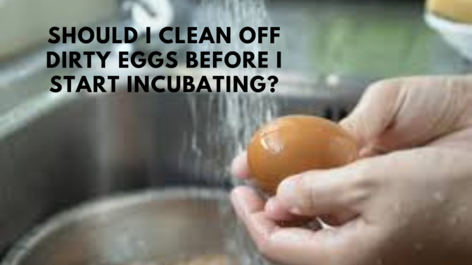 Should I Clean Off Dirty Eggs Before I Start Incubating? (Complete Guide)