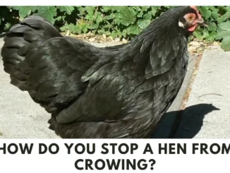 How Do You Stop a Hen From Crowing? (Here's Complete Guide)