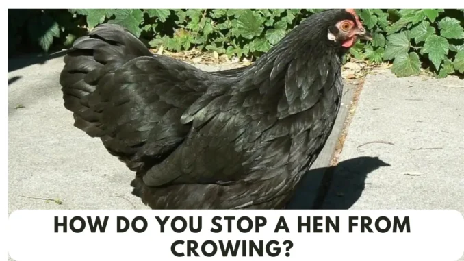 How Do You Stop a Hen From Crowing? (Here's Complete Guide)