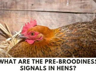 What Are The Pre-broodiness Signals in hens? (Complete Information)