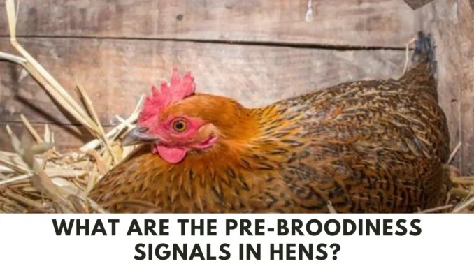 What Are The Pre-broodiness Signals in hens? (Complete Information)