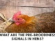 What Are The Pre-broodiness Signals in hens? (Complete Information)