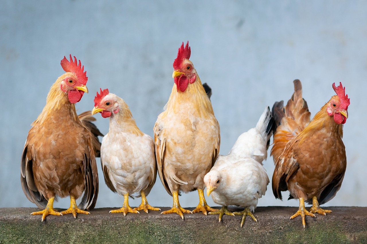 Types Of Breeds In Hens? (Everything You Need To Know)