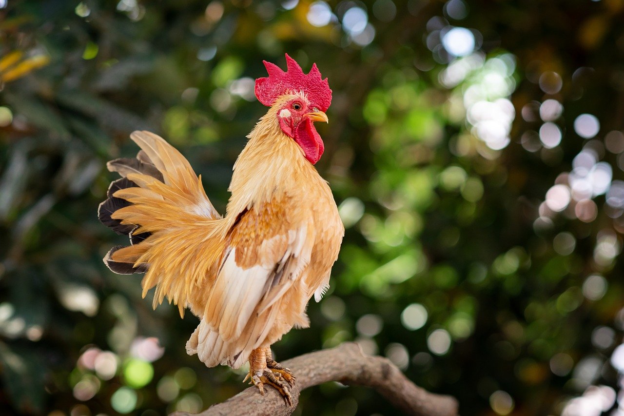 What is Cross Breed Hens (Everything You Need To Know)