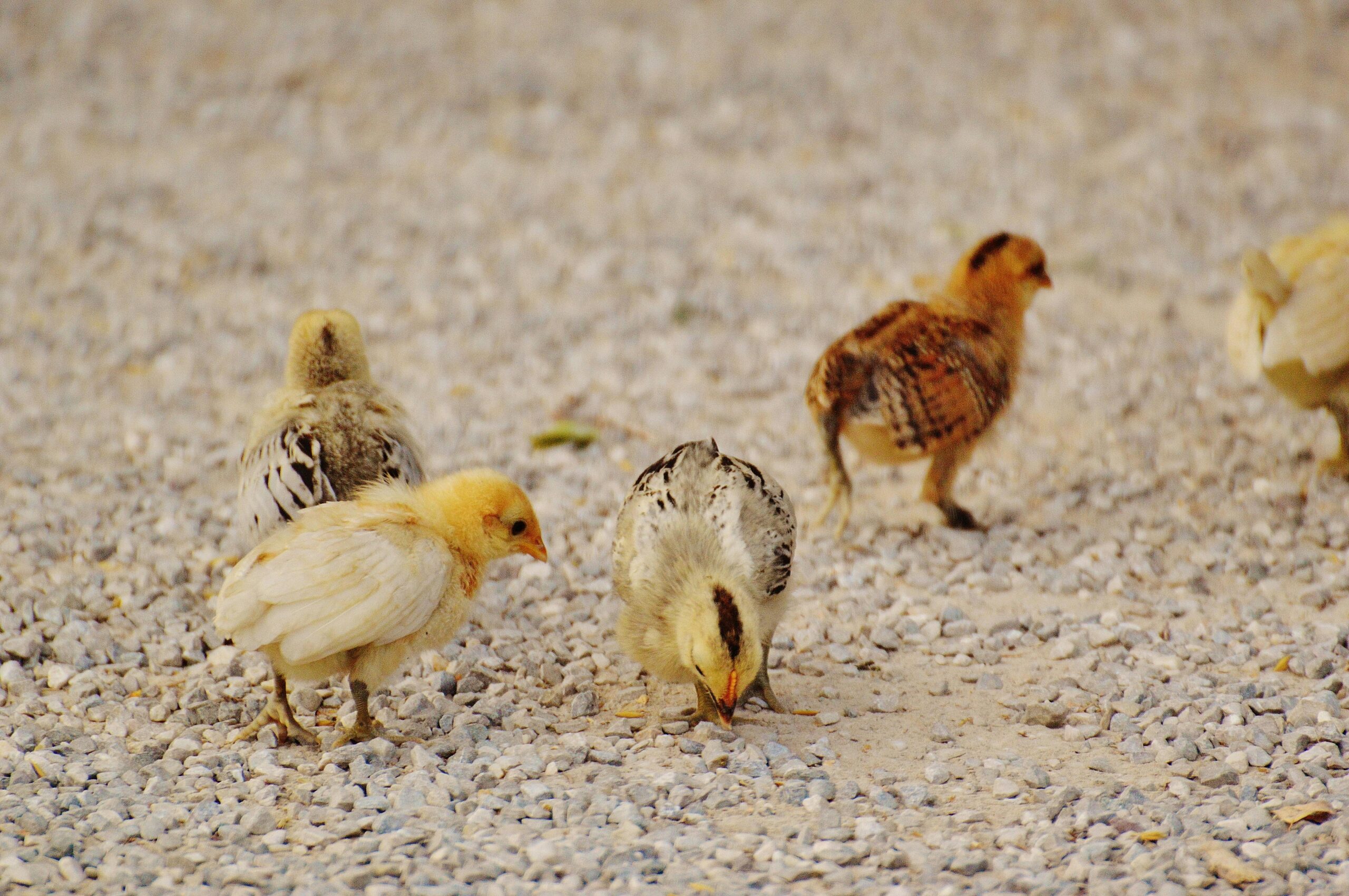 Proper Diet for Chicks to Grow Fast