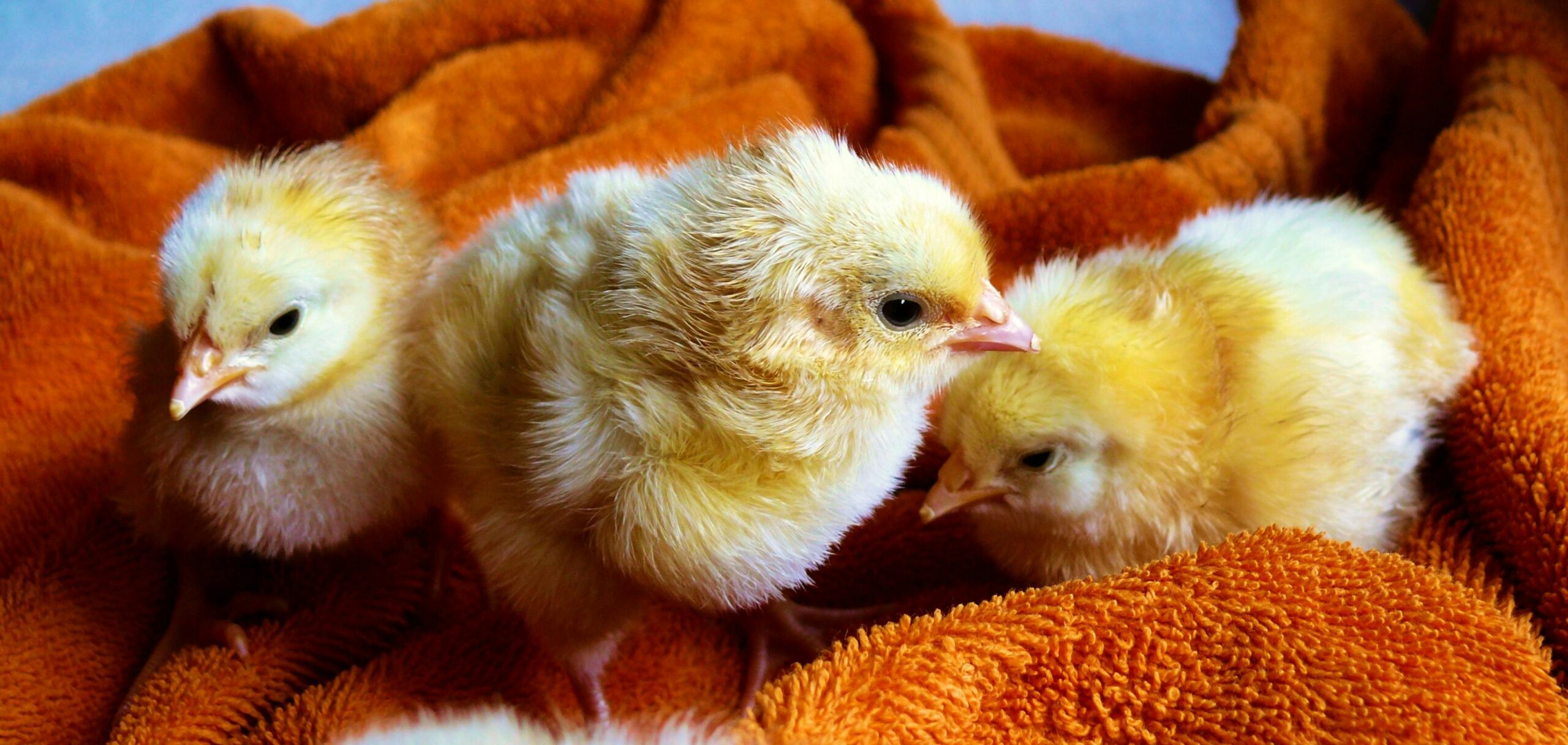 How to Know a Chick is Male or Female in the Earliest Stage? (Complete Guide)