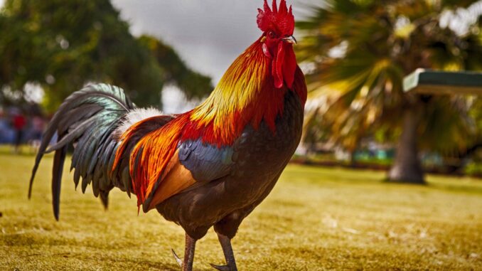 When is a Rooster "Mature"? How Much Time Between Crowing and Mating?