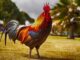 When is a Rooster "Mature"? How Much Time Between Crowing and Mating?